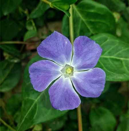 دانلود آهنگ داداشی امیر قزوینی